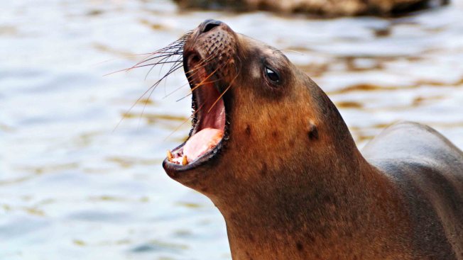 Un león marino salta del agua y atrapa a una niña