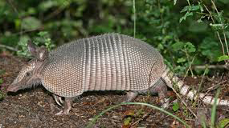 ARMADILLO3