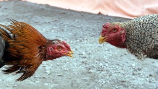 Cockfighting