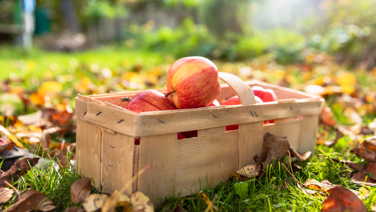 15 lugares geniales para recoger manzanas frescas – Telemundo Nueva