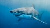 Avistan al primer tiburón blanco de la temporada en Nantucket, Mass.