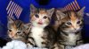 Desocupar Los Albergues: Cámara de gatitos en Connecticut