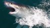 Temporada de tiburones: Colosal ejemplar aparece en las costas de EEUU