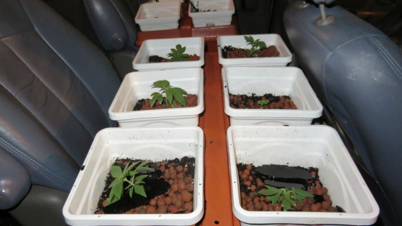 TLMD-Springfield-tiroteo-marihuana-cultivo---