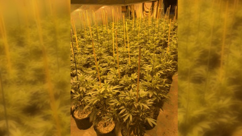 TLMD-Weymouth-cultivo-de-marihuana-3-arrestados-