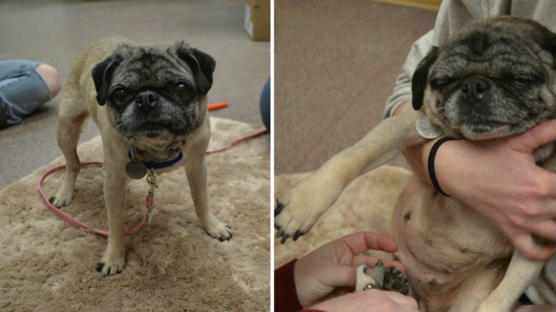 TLMD-new-hampshire-perro-abandonado-lottie-2