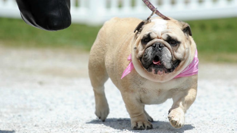 TLMD-vermont-lucy-bulldog-anthony-edwards-the-rutland-herald
