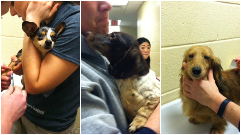 TLMD-westminster-perros-rescatados-MSPCA