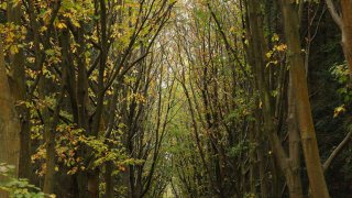 Woods-Generic Trees