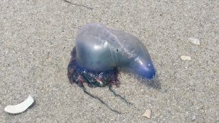 [UGCPHI-CJ]Portuguese man-o-war