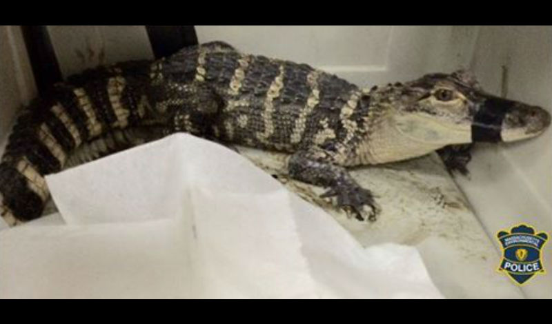 caiman-wareham