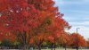 Es hora de empezar a admirar el follaje de otoño en Nueva Inglaterra