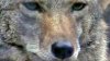 Hombre es arañado por coyote cerca del aeropuerto T.F. Green en Warwick 