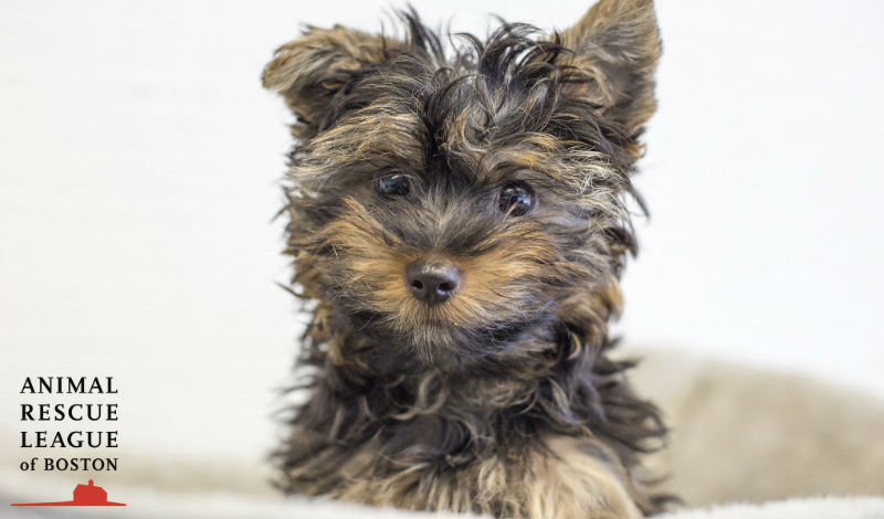 lowell-puppy-vehicle