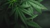 Gobernador de Rhode Island firmará proyecto de ley para legalizar la marihuana recreativa