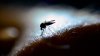 Detectan primer mosquito con virus del Nilo Occidental de 2021 en Mass