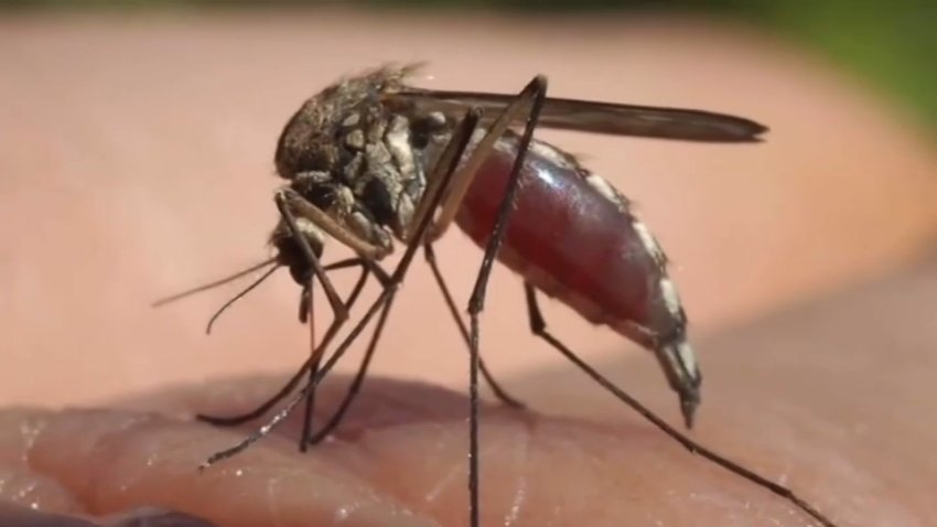 Infected mosquitos can transfer the West Nile virus to humans.