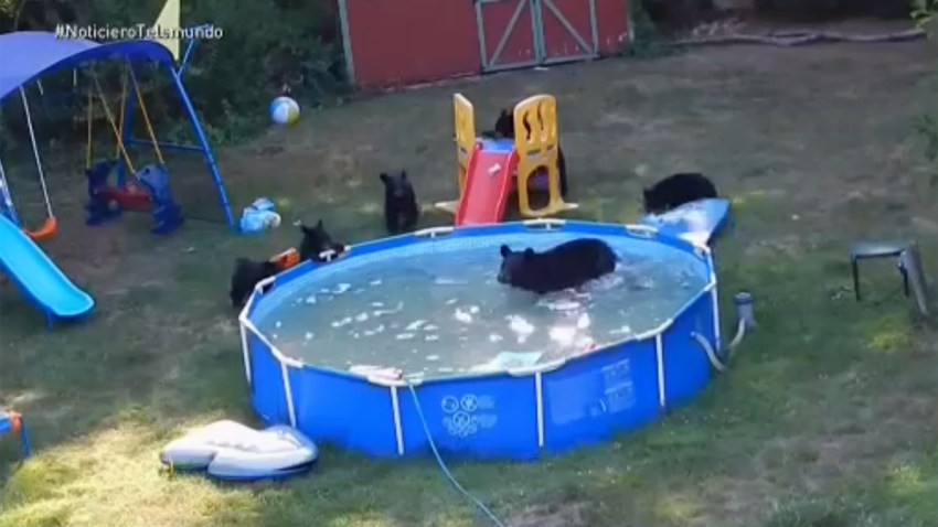 osos-en-piscina