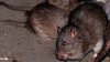 ¡Alarmante! Video muestra una rata trepando por la pierna de un hombre en el sur de Boston