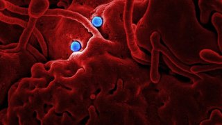Coronavirus
