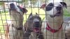 Refugios luchan por encontrar nuevas familias para perros más grandes
