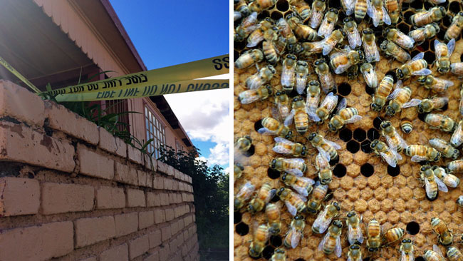 tlmd_abejas_encontradas_en_casa_de_arizona_persona_muere_por_picada_de_abejas