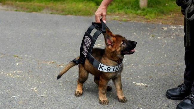 tlmd_batman_perrito_chaleco