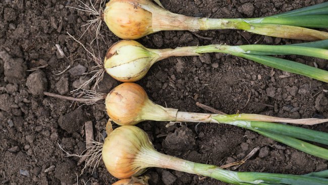 tlmd_cebollas_shutterstock_188506301