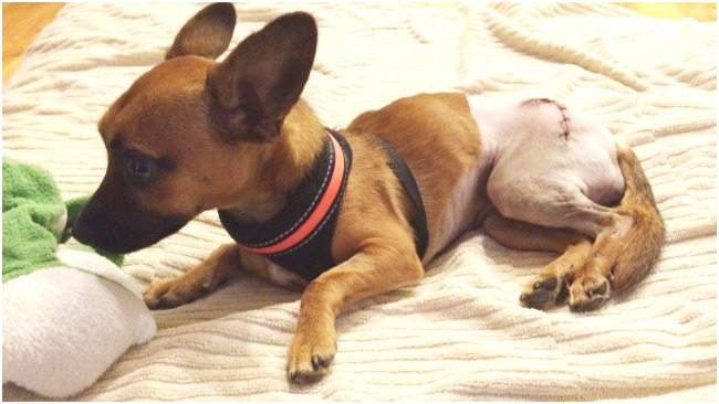 tlmd_chihuahua_mspca_angell