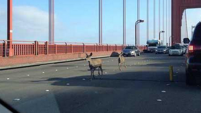 tlmd_ciervosgoldengate
