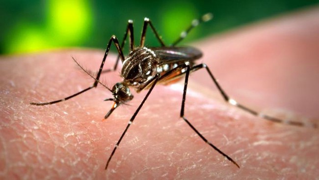 tlmd_enfermedades_mosquitos_virus