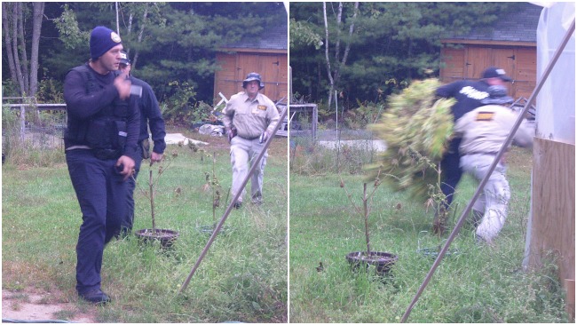 tlmd_maine_robo_operacion_marihuana