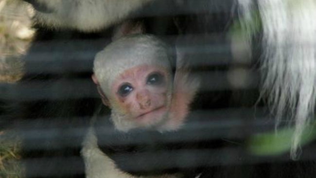 tlmd_mono_colobo_colobus_monkey_stoneham_zoo