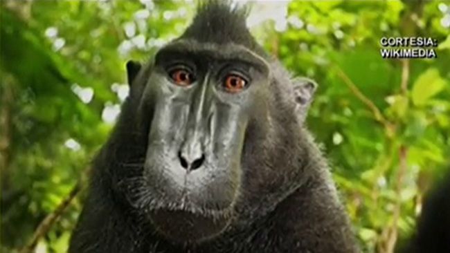 tlmd_monos_selfies_indonesia