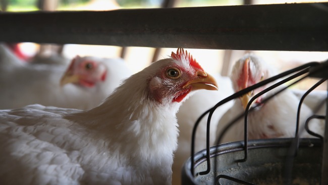 tlmd_pollo_lawrence_crianza_patio_permiso_huevos