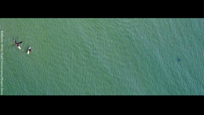 tlmd_tiburon_massachusetts_greatwhitewithsurfersofforleans_atlanticwhitesharkconservancyfacebook_3
