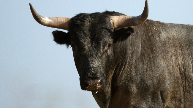 tlmd_toro_littleton_hombre_corneado_granja