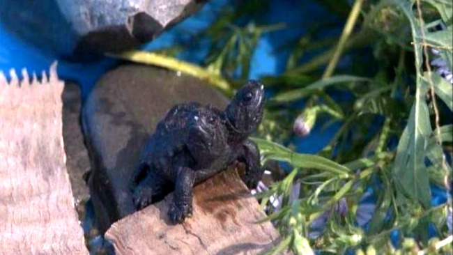tlmd_tortuga_de_dos_cabeza_en_maine