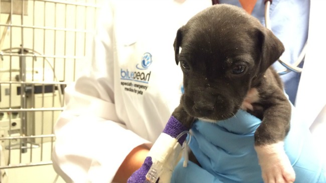 tlmd_waltham_blue_pearl_veterinary_cub_4