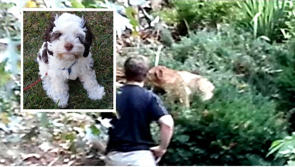 tlmd_winchester_mastin_mata_a_cachorro_1