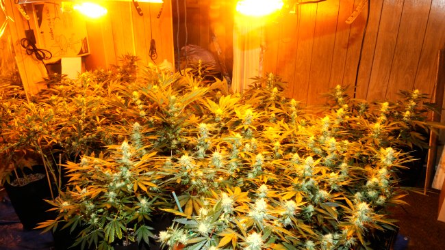 tlmd_worcester_cultivo_ilegal_de_marihuana