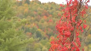 Vermont Foliage