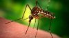 Massachusetts anuncia los primeros 2 casos humanos del virus del Nilo Occidental este año