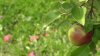 Nueva Inglaterra tiene 3 de los mejores huertos de manzanas del país, según una nueva lista