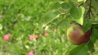 Maine Apple Orchard file