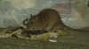 Aumentan los avistamientos de ratas en Boston