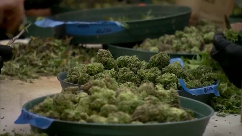 marihuana recreativa