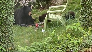 West Hartford Black Bear