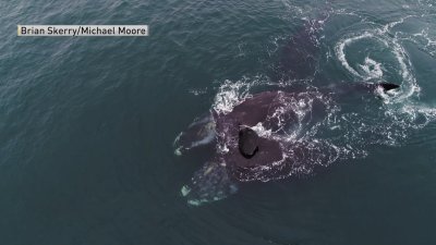 En video: Ballenas se abrazan mientras nadan en Cape Cod