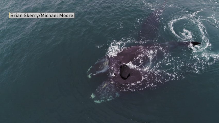En video: Ballenas se abrazan mientras nadan en Cape Cod